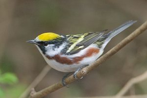 chestnut-sided warbler