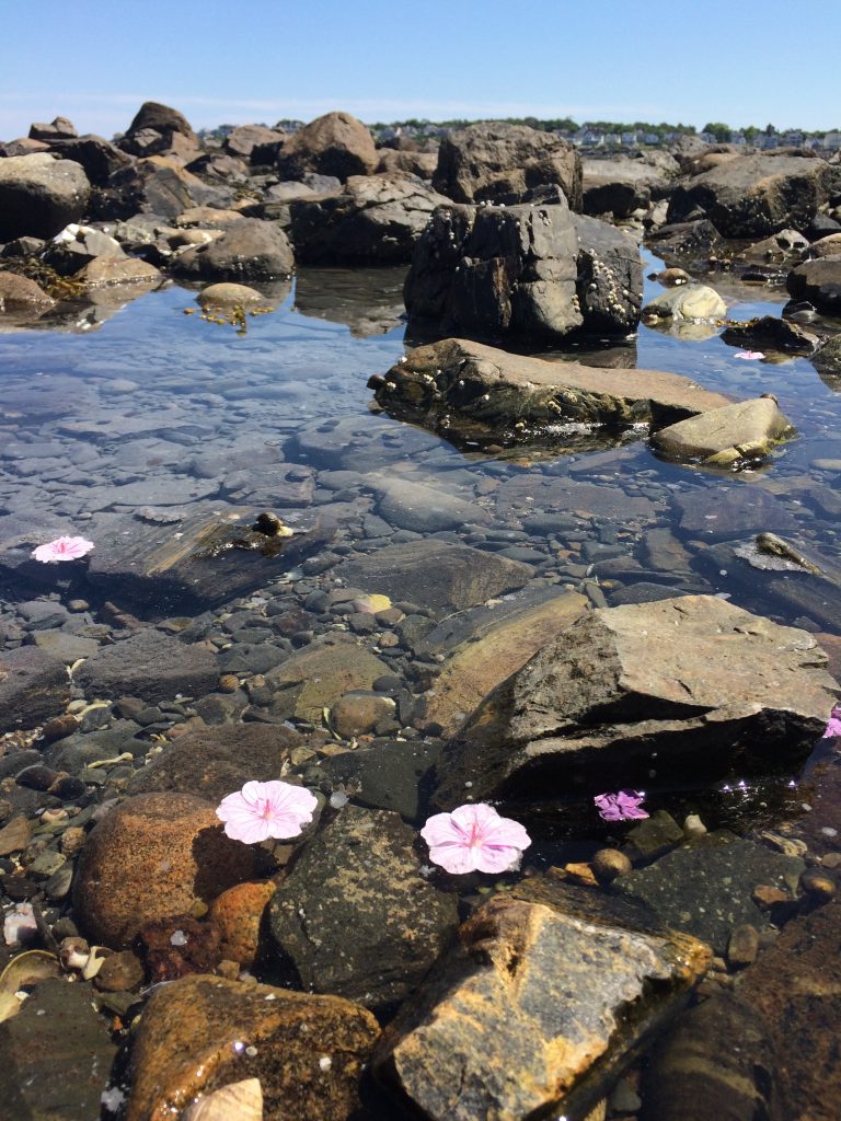 Ashes in Maine